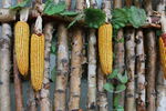 玉米 挂在栅栏上