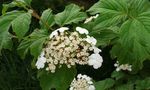 山楂树花