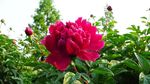 芍药花