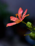 射干花