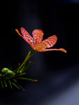 射干花