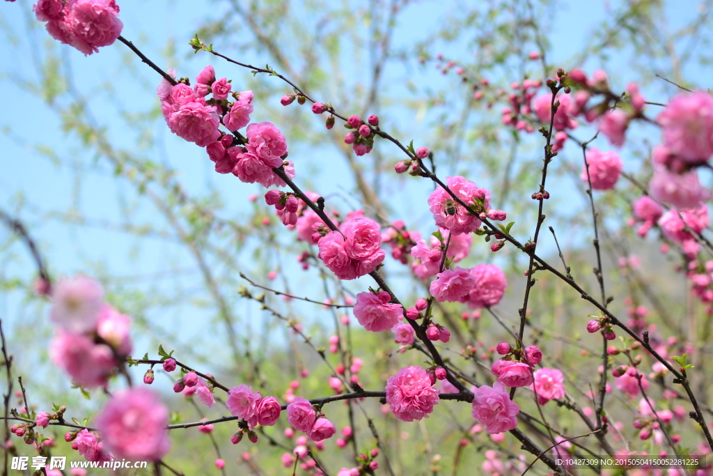 桃花