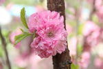 榆叶梅花