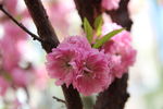 榆叶梅花