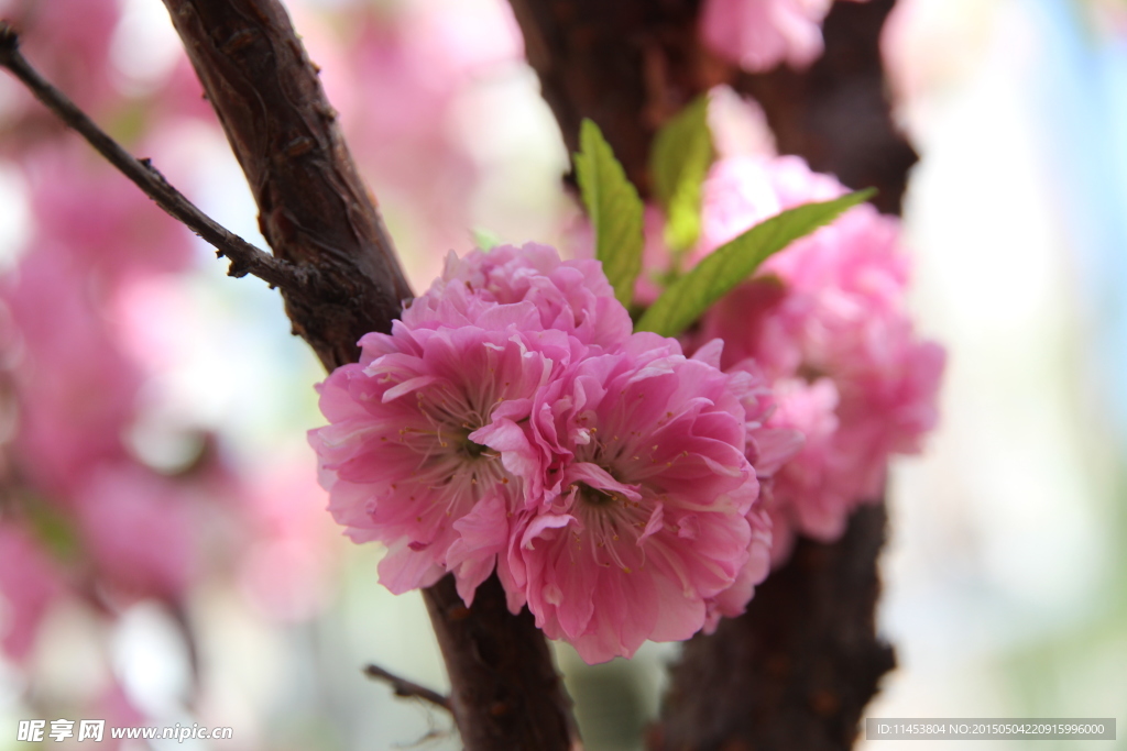 榆叶梅花