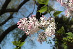丁香花
