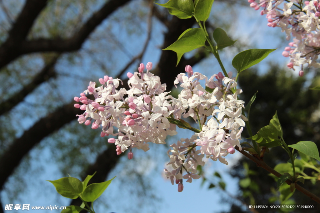 丁香花