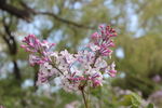 丁香花