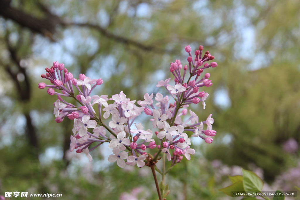 丁香花