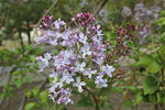 丁香花