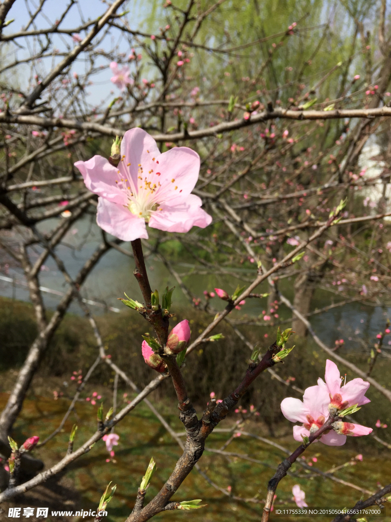 桃花