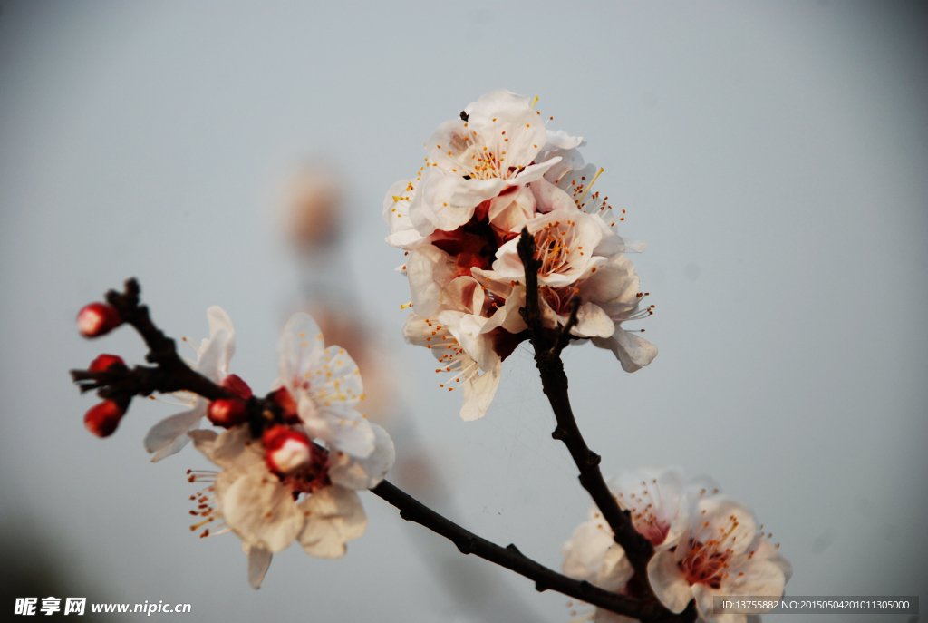 梅花