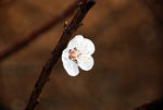梅花
