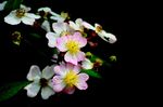 野花