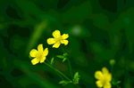 小黄花
