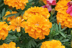 黄花