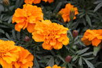 黄花