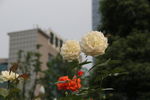 月季花