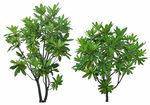 ps植物素材