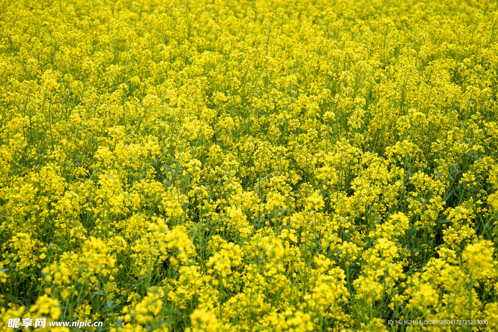 油菜花