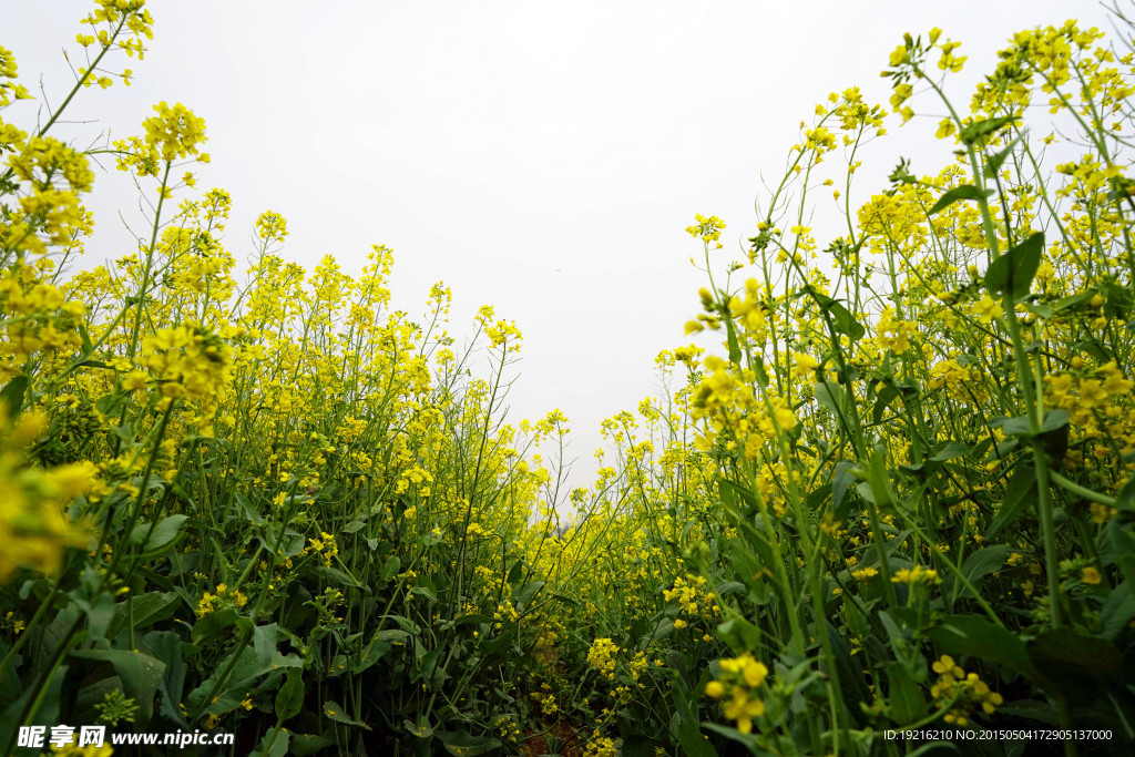 油菜花