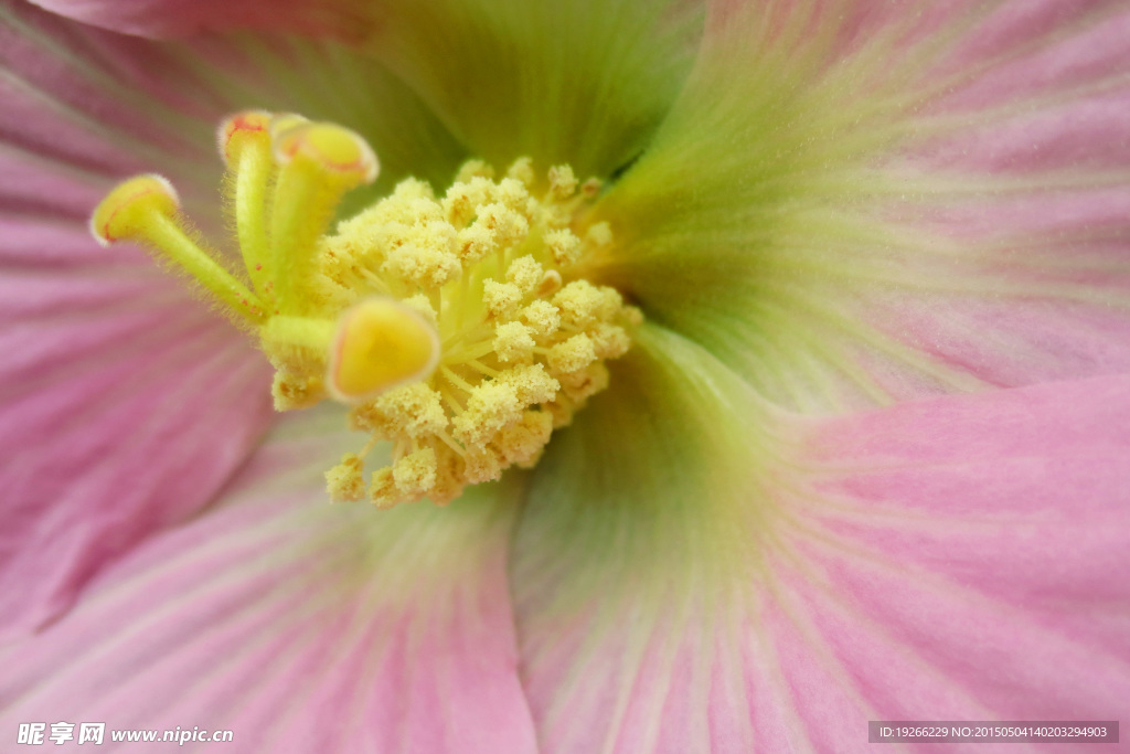 木芙蓉  花蕊