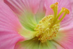 木芙蓉  花蕊