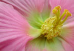 木芙蓉  花蕊