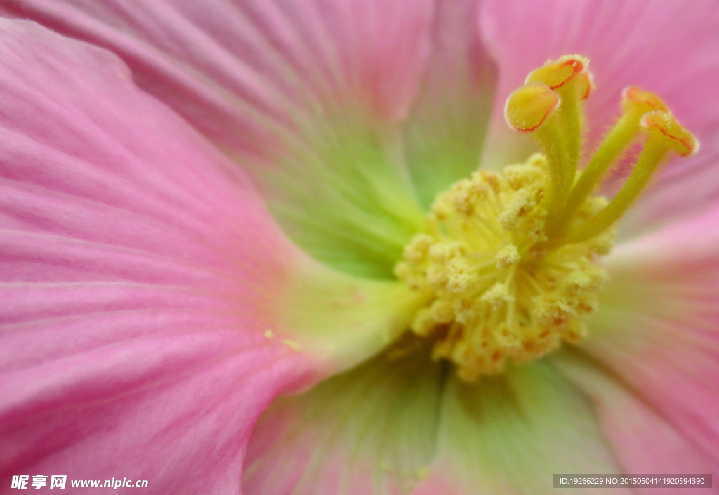 木芙蓉  花蕊