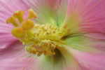 木芙蓉  花蕊