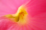 木芙蓉  花瓣