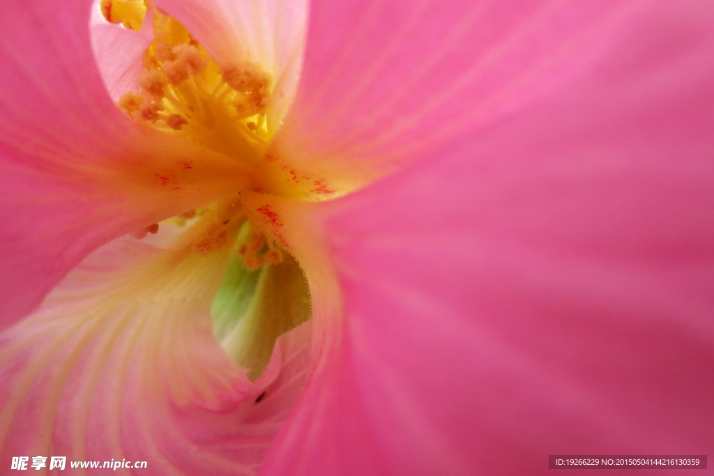 木芙蓉  花蕊