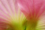 木芙蓉  花瓣