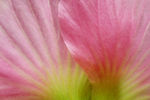 木芙蓉 花瓣