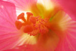 木芙蓉  花蕊