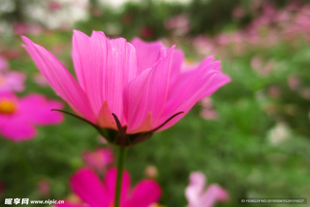 波斯菊