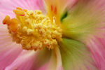 木芙蓉  花蕊