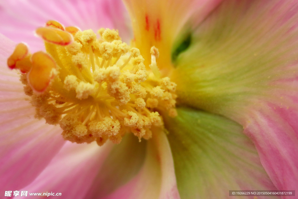 木芙蓉  花蕊