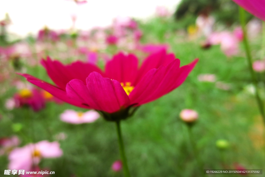 波斯菊