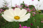 波斯菊