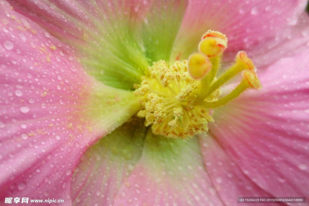 木芙蓉  花蕊特写