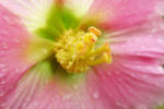 木芙蓉  花蕊特写