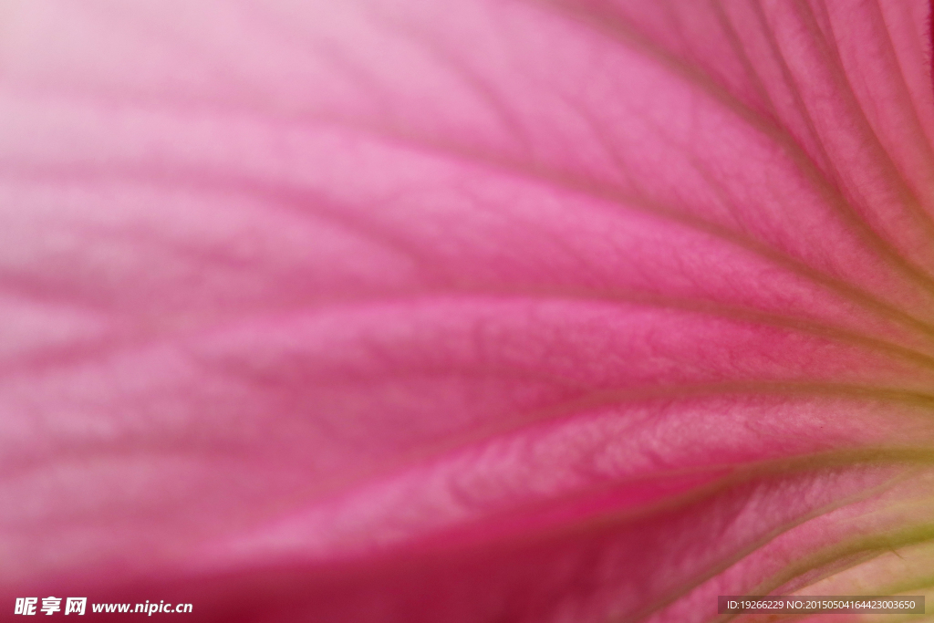 木芙蓉花瓣