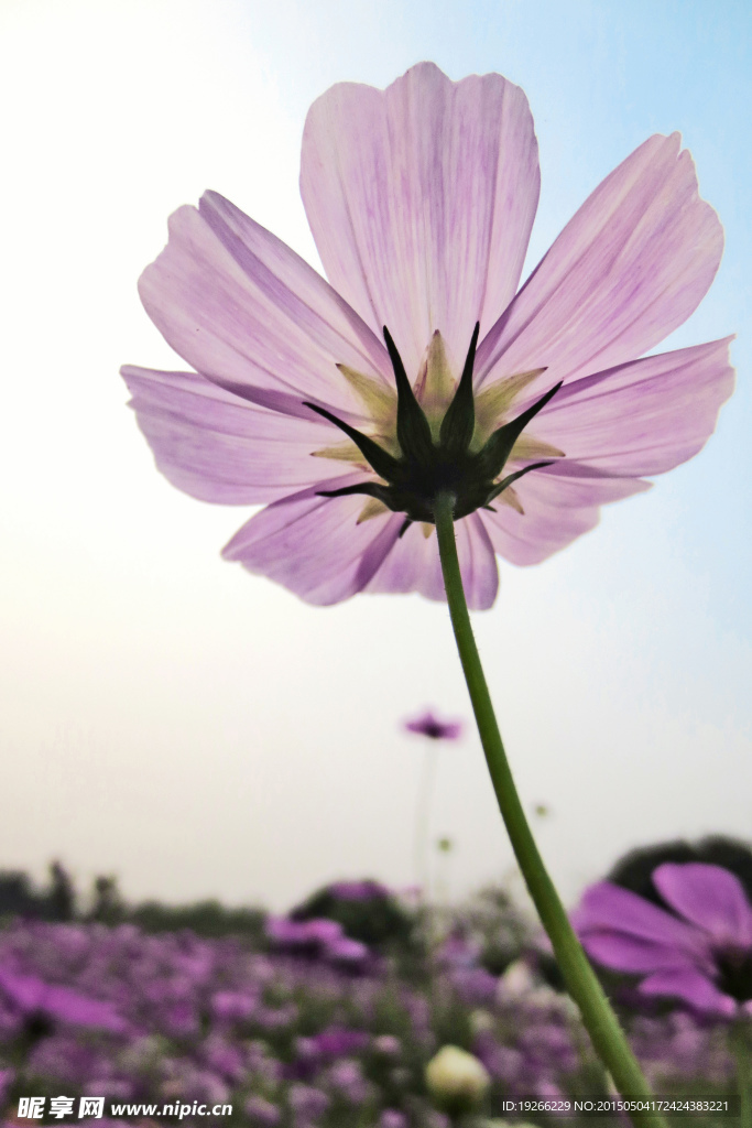 波斯菊