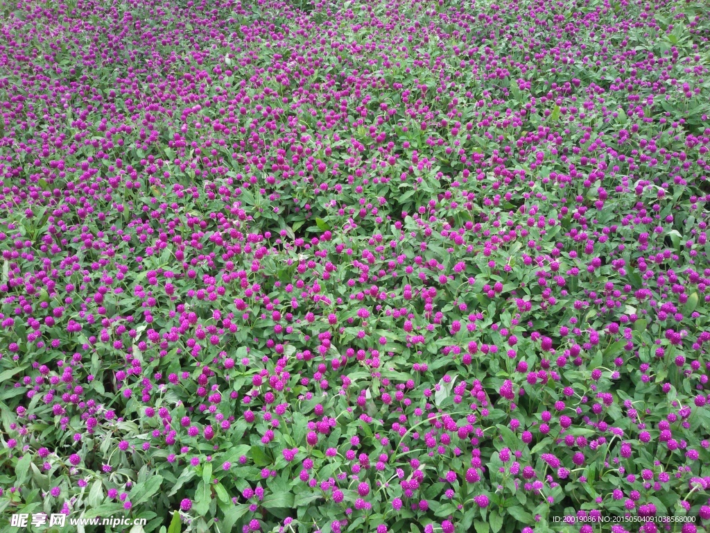 花丛