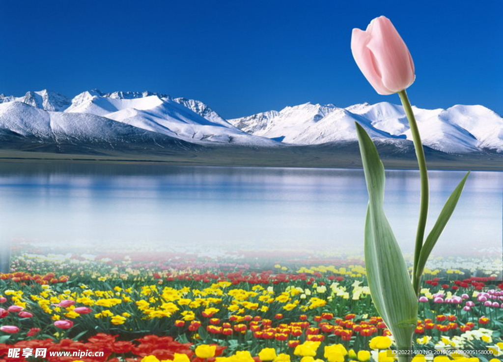雪域高原湖泊花海