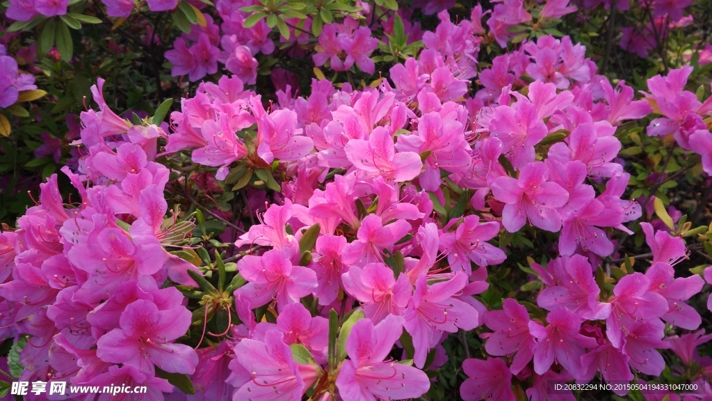 花草