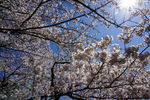 日本樱花树