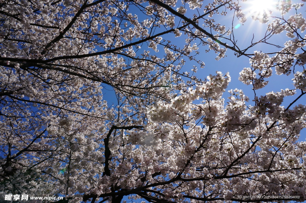 日本樱花树