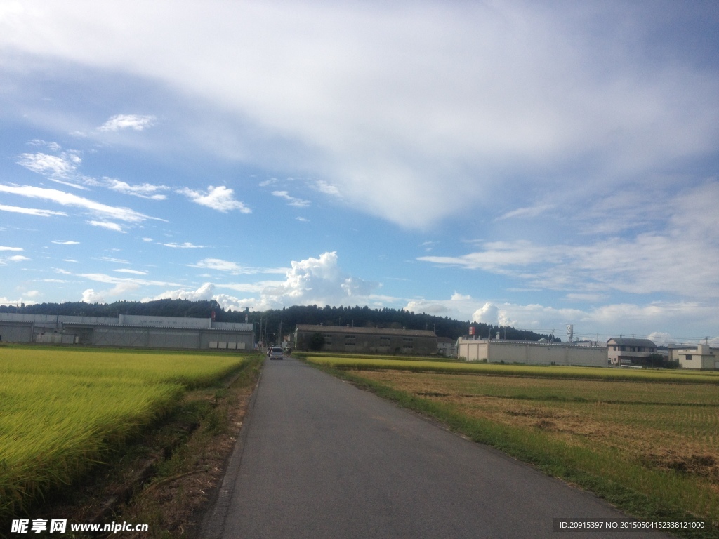 日本麦田